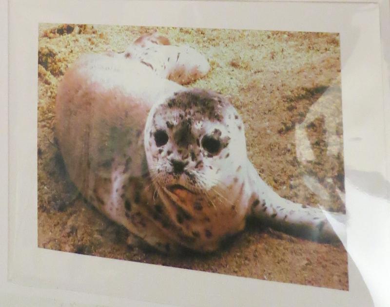 5 x 7 card style ( card is white)